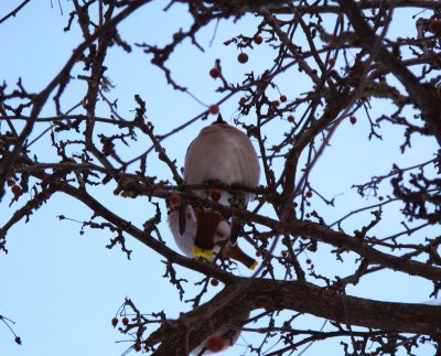 waxwings eating berries