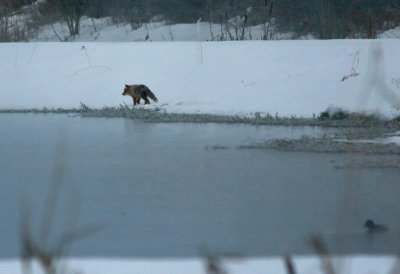 Fox on a morning stroll at the local wetlands