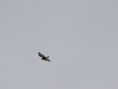 Buzzard