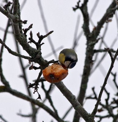 winter apples