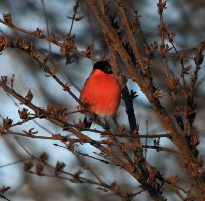 Bullfinch