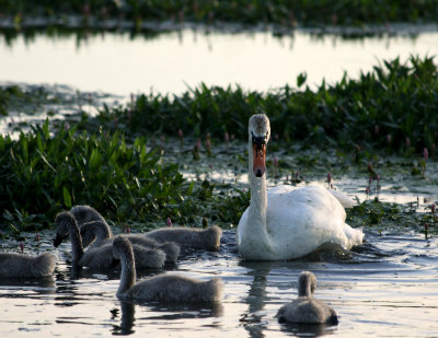 swan family