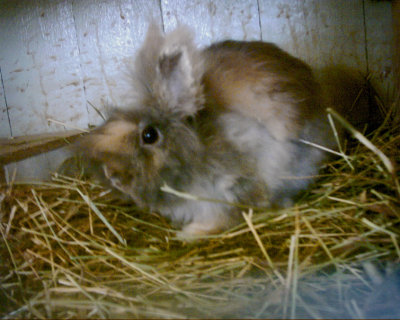 fluffy little bunny   :o)
