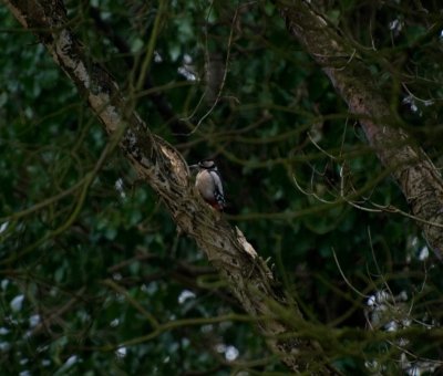 Woodpecker 2.jpg