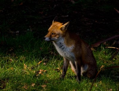 Fox in spring 3.jpg