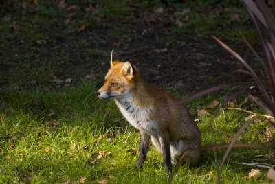 Fox in spring 4.jpg