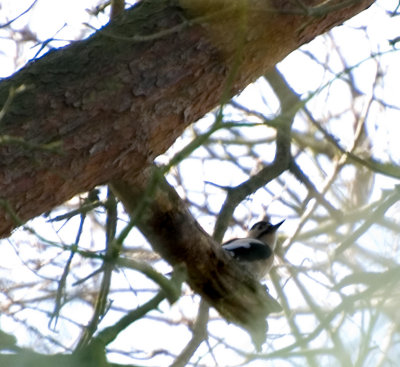 Greater Spotted Woodpecker 3.jpg