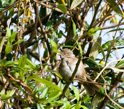 Sparrow 1.jpg