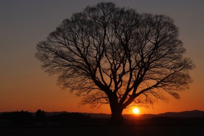 Japanese hackberry, Tochigi