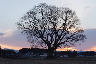 Japanese hackberry, Tochigi