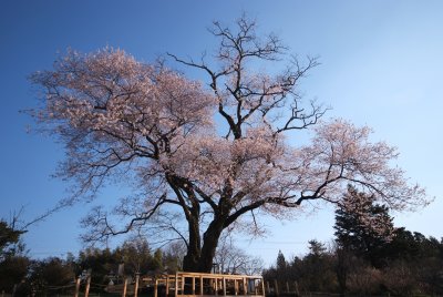 Sakura (Cherry)