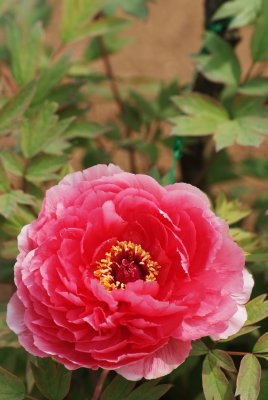 Botan (Peony)