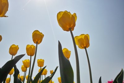 Tulip