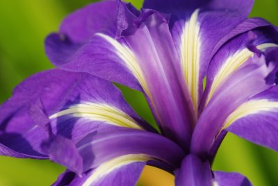 Kakitsubata (Iris)