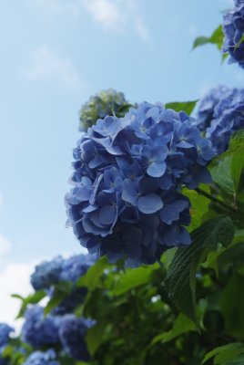 Ajisai (Hydrangea)