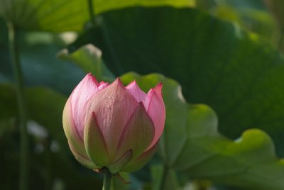 Ancient Lotus (Oga Hasu)