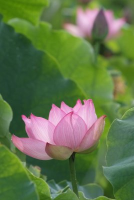 Ancient Lotus (Oga Hasu)