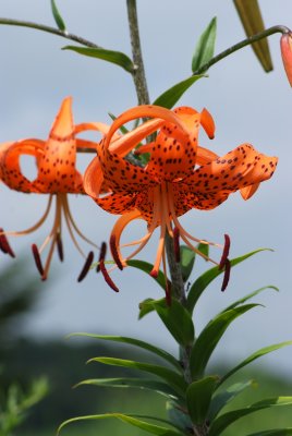Tiger lily (Oni yuri)