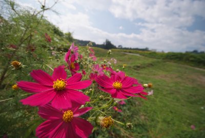 Cosmos