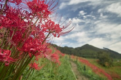 Higanbana (Lycoris)