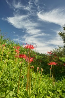 Higanbana (Lycoris)