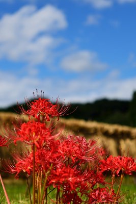 20120929_019w.jpg