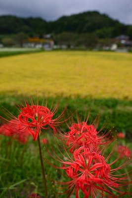 20121006_111w.jpg