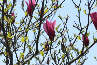 Shi-mokuren (Magnolia )