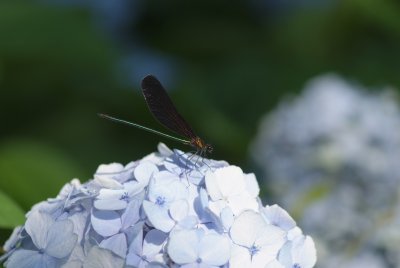 Ajisai, Tonbo (Hydrangea and Dragon fly)