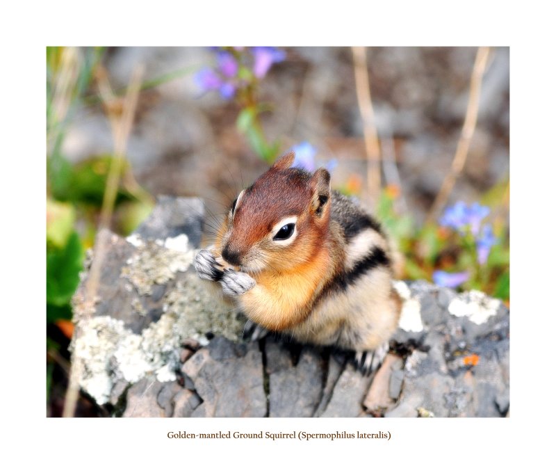 Golden-Mantled Squirrel