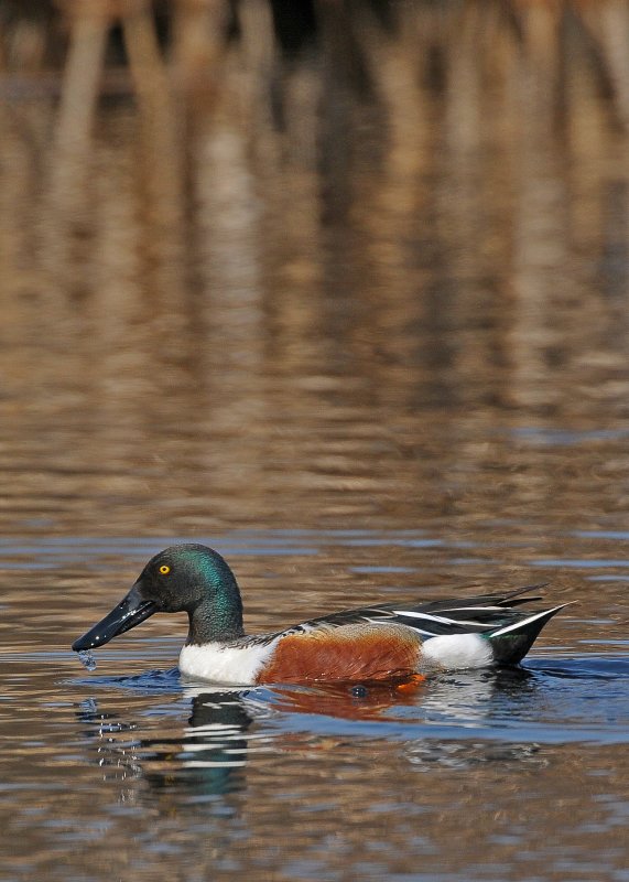 Northern Shoveler (Anas clypeata)