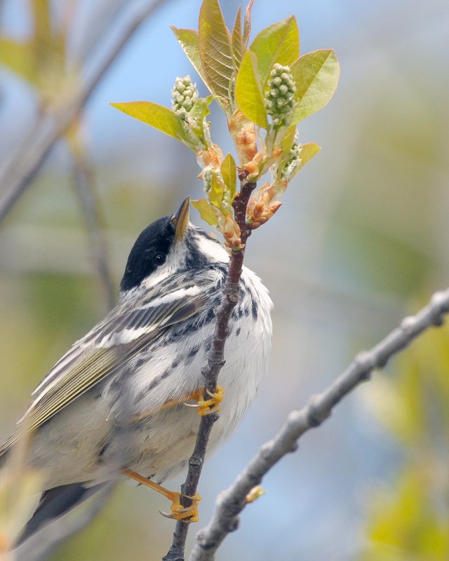 Blackpoll Warbler - Dendroica striata