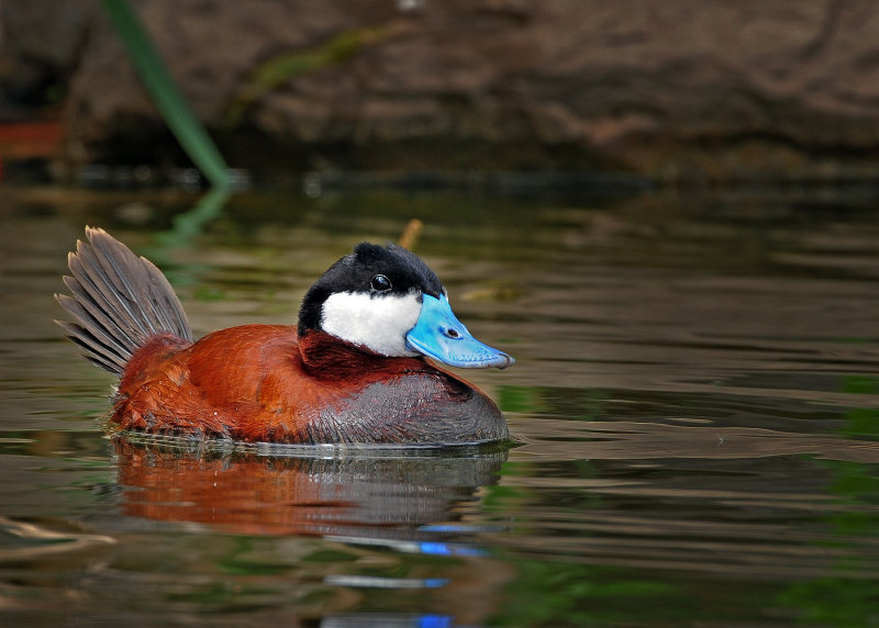 Ruddy Duck (Oxyura jamaicensis)