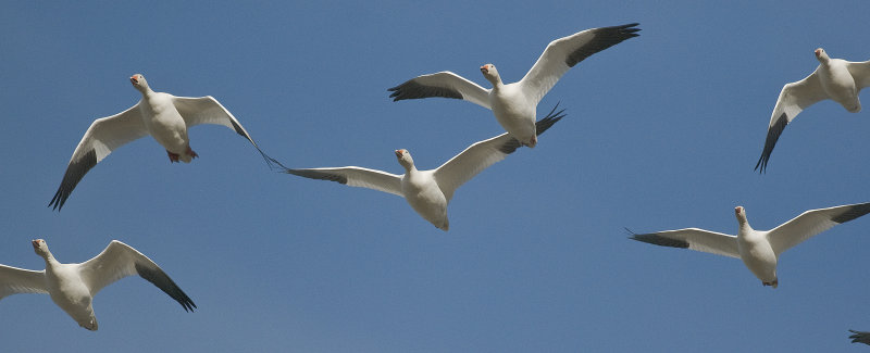 Snow Geese_DSC4201.jpg