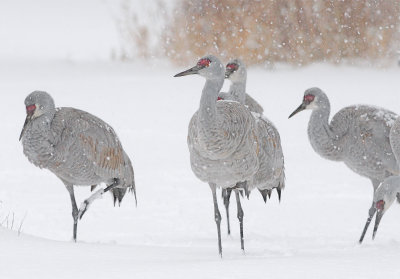 Sandhill Cranes (Grus canadensis) in snowstorm