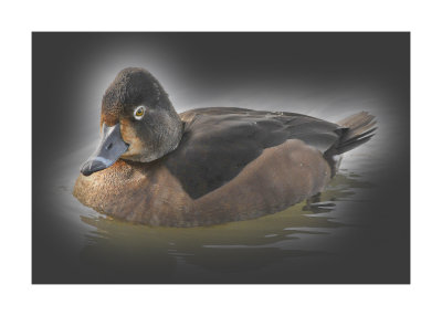 Ring-necked Duck (f.)