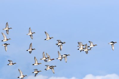 American Wigeons in flight