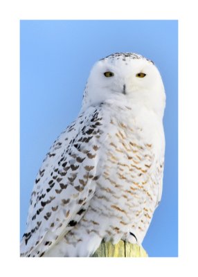 Snowy Owl (f.)