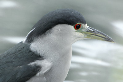 Black-crowned Night Heron (Nycticorax nycticorax)