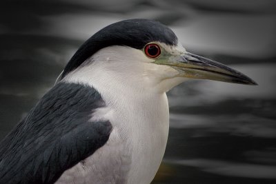 Black-crowned Night Heron (Nycticorax nycticorax)