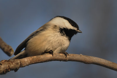 Black-capped Chickadee in last light