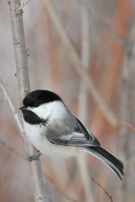 Black-capped Chickadee