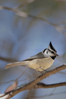 Bridled Titmouse (Baeolophus wollweberi)