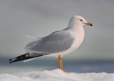 Ring-billed Gull (Larus delawarensis)