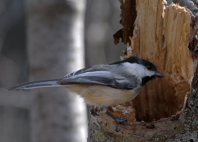 Chickadee at nest cavity DSC_7580.jpg