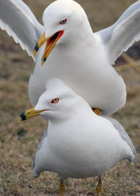 Ring-billed Gulls (Larus delawarensis)