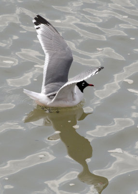 Franklin's Gull (Leucophaeus pipixcan)