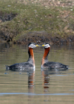 Red-necked Grebe (Podiceps grisegena)