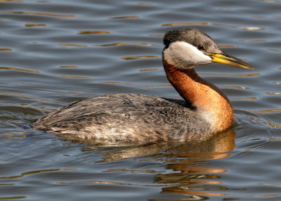 Red-necked Grebe (Podiceps grisegena)