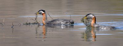 Red-necked Grebes building a floating nest